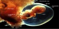 مشخصات جنين در ماه دوم بارداري